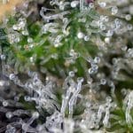 Gorilla Girl cannabis seeds – Super Strength – Woodsy – The End of September – image 2 from Seed City