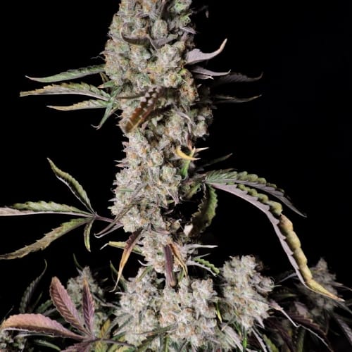 Gorilla Zkittlez Auto from FastBuds