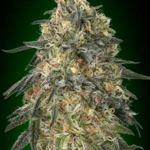 Gorilla by OO Seeds – Beginning of October – Indica-heavy – 12/12 Photoperiod – image 1 – Seed City