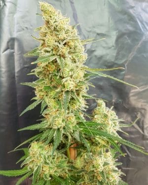 Gorilla Banana