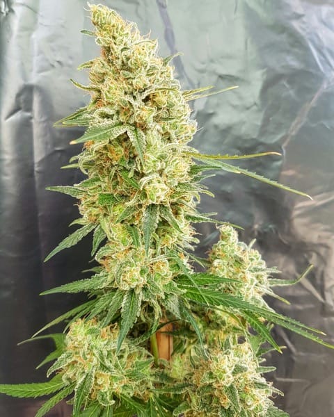Gorilla Banana by Expert Seeds – Stress Relief – 12/12 Photoperiod – Suited for indoor growing – image 1 – Seed City
