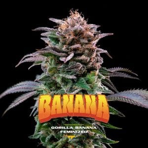 Gorilla Banana