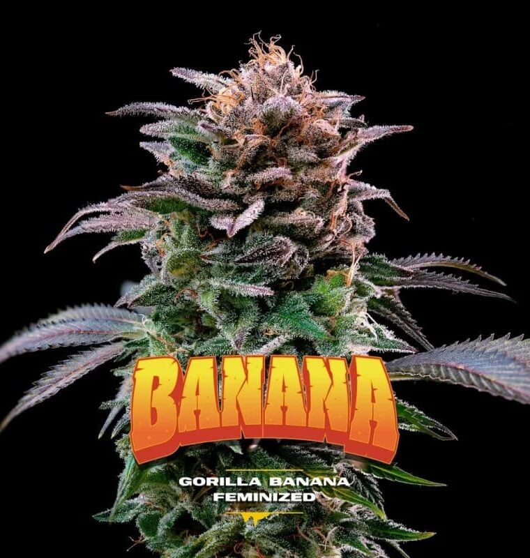 Gorilla Banana from BSF Seeds