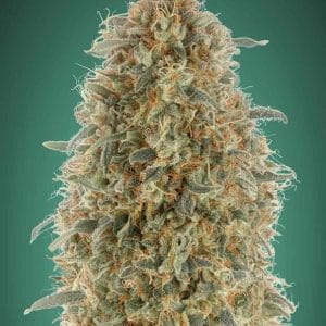 Gorilla Blue from Advanced Seeds