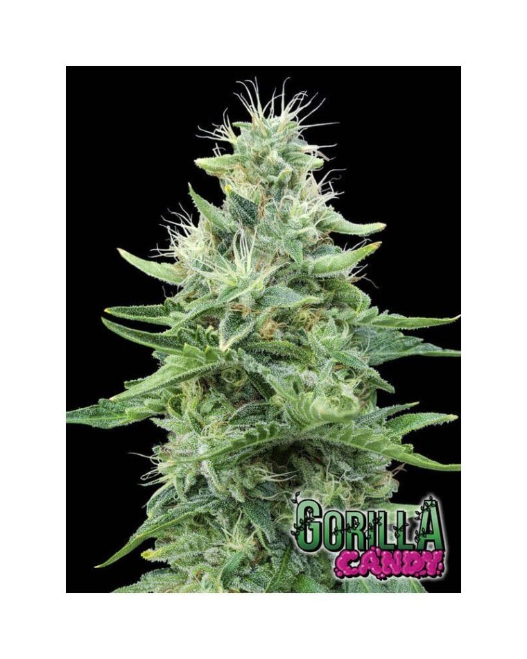 Image 1 of Gorilla Candy cannabis by Eva Seeds – Indoor-friendly – 12/12 Photoperiod – Large yield – Seed City