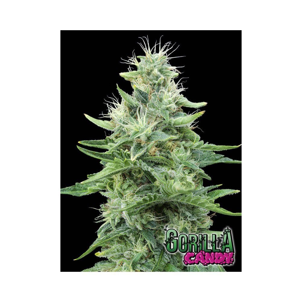 Image 1 of Gorilla Candy cannabis by Eva Seeds – Indoor-friendly – 12/12 Photoperiod – Large yield – Seed City