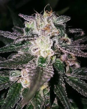 Gorilla Cookies