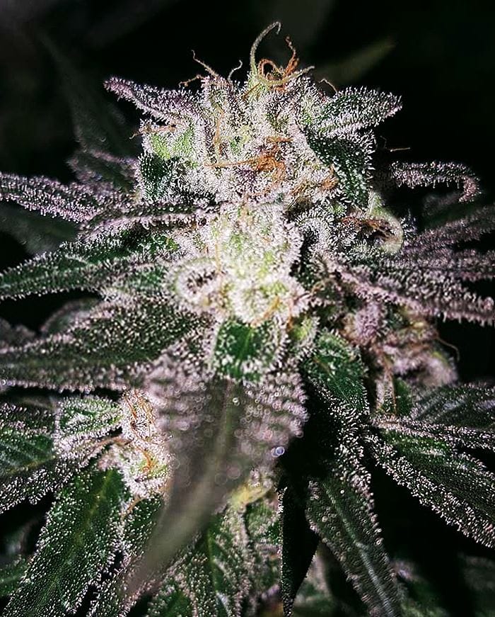 Gorilla Cookies from Expert Seeds