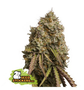 Gorilla Cookies from Seed Stockers