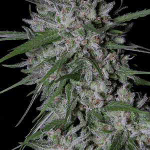 Gorilla Cookies Auto cannabis seeds – Sativa-leaning – Super Strength – Euphoric – image 1 from Seed City