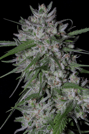 Gorilla Cookies Auto