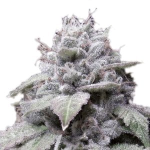 Gorilla Cookies Autoflower from Growers Choice