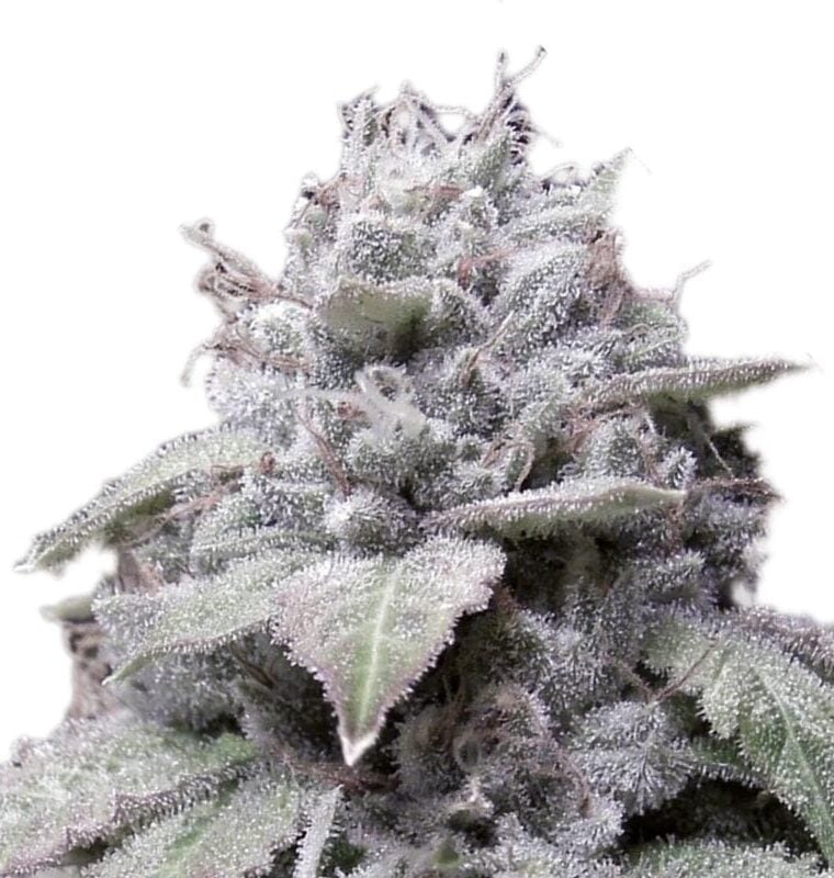Gorilla Cookies Autoflower from Growers Choice