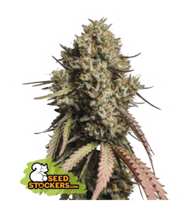 Gorilla Cookies Auto from Seed Stockers
