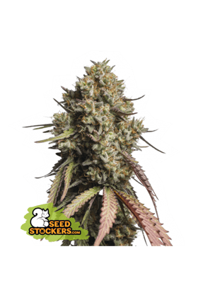 Gorilla Cookies Auto