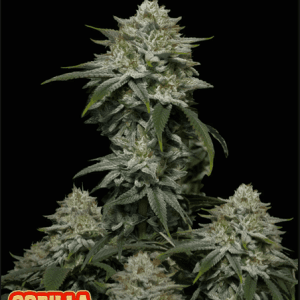 Gorilla Cookies Fast Flowering from FastBuds