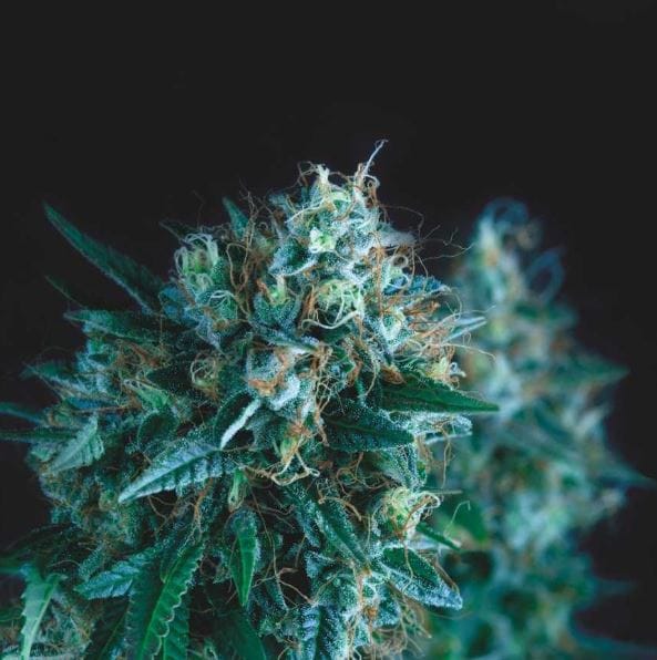 Sweet – Indica Dominant – Euphoric – Gorilla FAST strain – image 1 – from Pyramid Seeds via Seed City