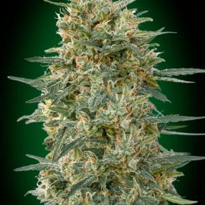 Gorilla Fast from OO Seeds