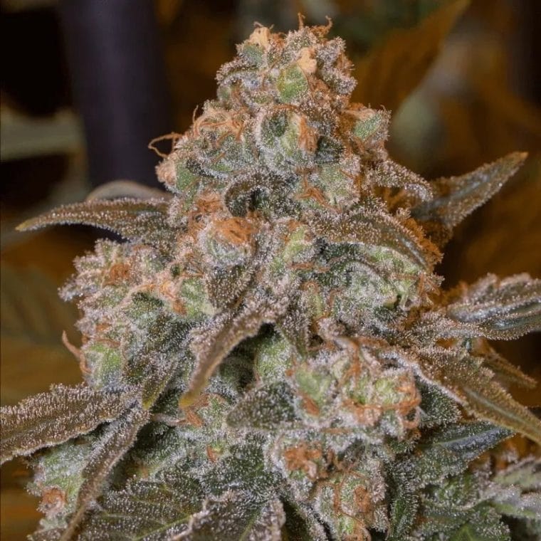 Gorilla Frost by Silent Seeds – Tall (140cm plus) – Suited for indoor growing – Mostly Indica – image 1 – Seed City