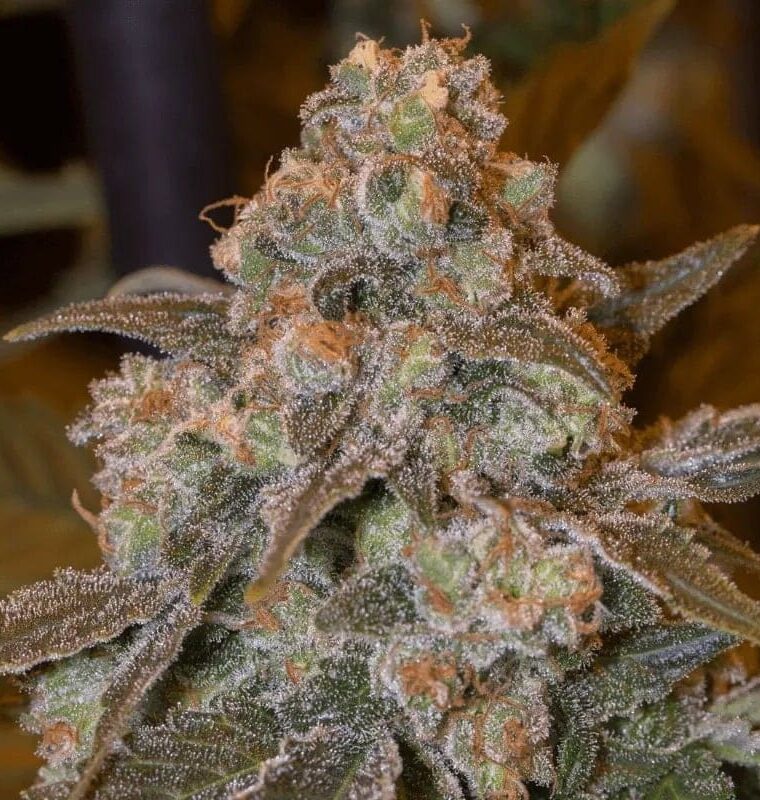 Gorilla Frost by Silent Seeds – Tall (140cm plus) – Suited for indoor growing – Mostly Indica – image 1 – Seed City