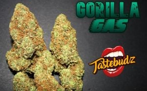 Gorilla Gas Auto