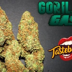 Fuel – Indica Dominant – Super Strength – Gorilla Gas Auto strain – image 1 – from TasteBudz Seeds via Seed City