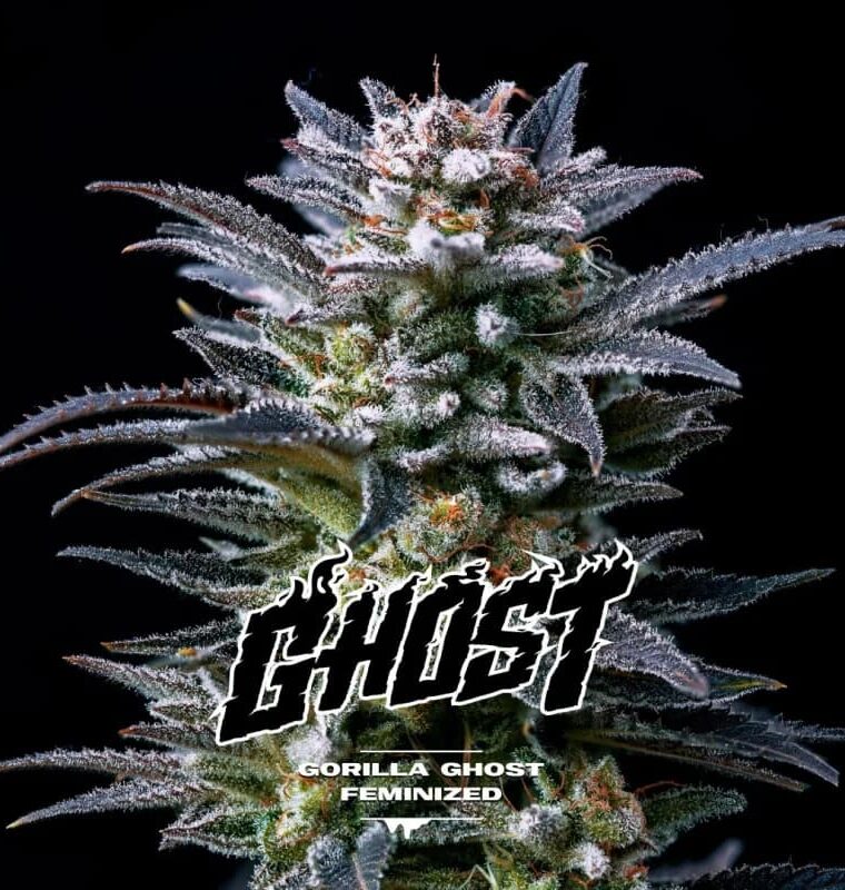 Image 1 of Gorilla Ghost cannabis by BSF Seeds – Nausea – 12/12 Photoperiod – Mostly Sativa – Seed City