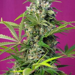Gorilla Girl from Sweet Seeds