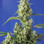 Gorilla Girl XL Auto from Sweet Seeds