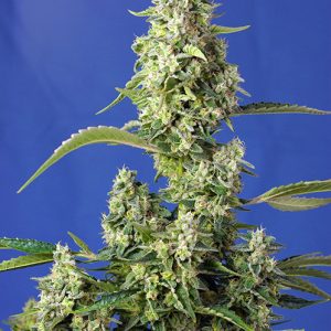 Gorilla Girl XL Auto from Sweet Seeds