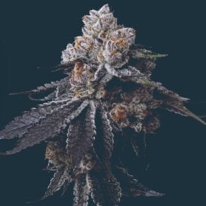 Gorilla Glue 4 by Mavericks Genetics – Sativa-leaning – 12/12 Photoperiod – Beginning of October – image 1 – Seed City
