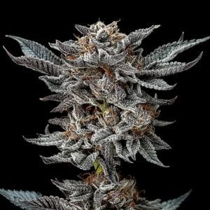 Gorilla Glue 4 cannabis seeds – Insomnia – Earthy – 12/12 Photoperiod – image 1 from Seed City