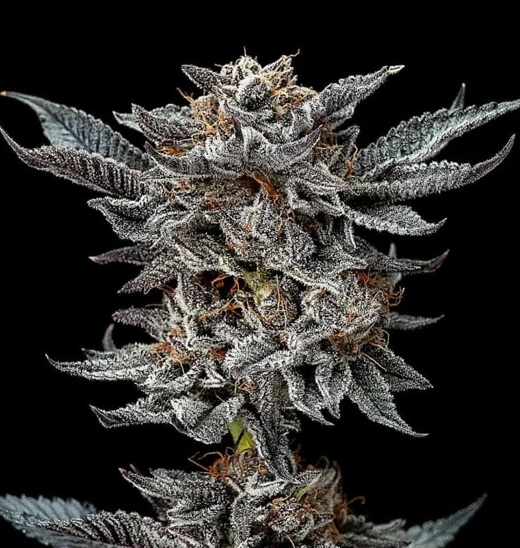 Gorilla Glue 4 semi di cannabis – Insonnia – Terroso – Fotoperiodo 12/12 – immagine 1 da Seed City