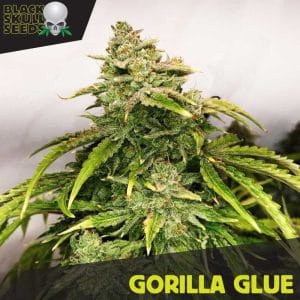 Gorilla from Blackskull Seeds