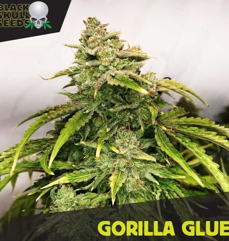 Gorilla from Blackskull Seeds