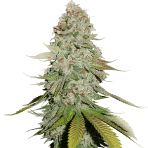 Mostly Indica – Super Strength – Feminized – Gorilla strain – image 1 – from Seed Stockers via Seed City