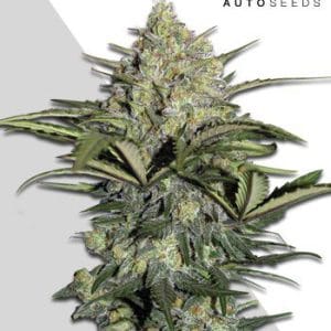 Gorilla Auto by Auto Seeds – Feminized – Indica Dominant – Auto-Flowering – image 1 – Seed City