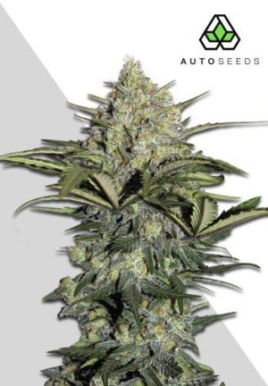 Gorilla Auto