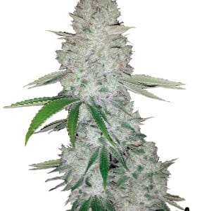 Gorilla Auto by FastBuds – Super Strength – Feminized – Fuel – image 1 – Seed City