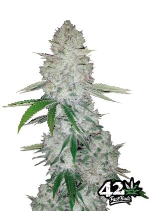 Gorilla Auto