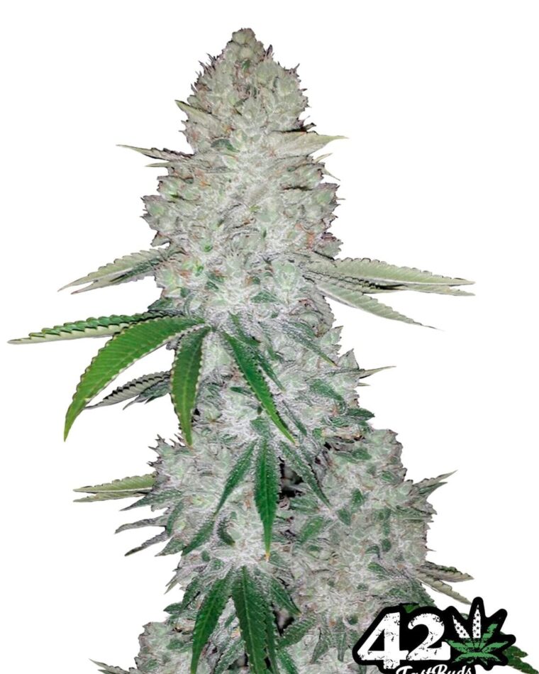 Gorilla Auto by FastBuds – Super Strength – Feminized – Fuel – image 1 – Seed City