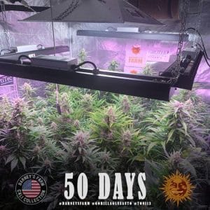Gorilla Auto