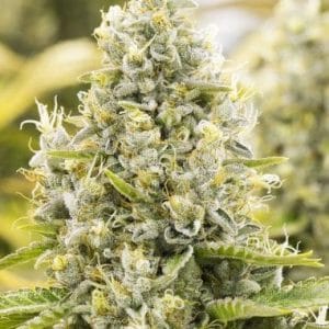 Image 1 of Gorilla Auto cannabis by PowerStrains – Feminized – Relaxing – Mostly Sativa – Seed City