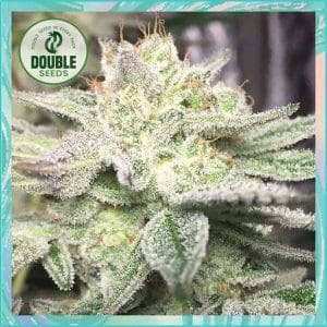 Gorilla Auto