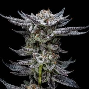 Image 1 of Gorilla Glue Auto cannabis by BSF Seeds – Mostly Indica – Indoor-friendly – Auto-Flowering – Seed City