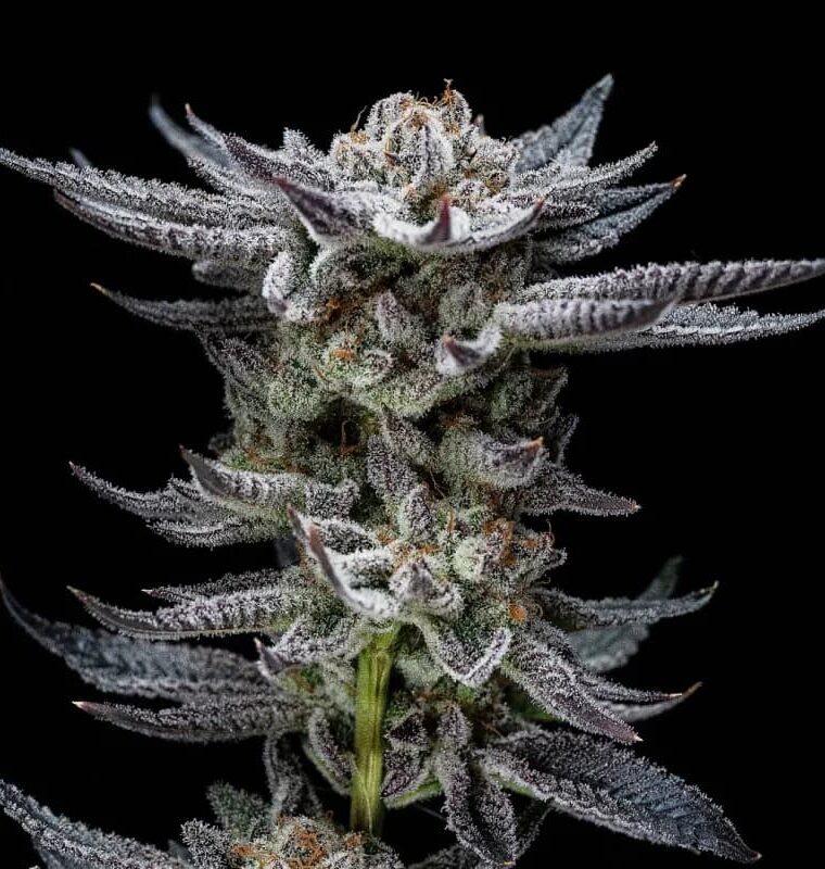 Image 1 of Gorilla Glue Auto cannabis by BSF Seeds – Mostly Indica – Indoor-friendly – Auto-Flowering – Seed City