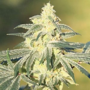 Gorilla BX