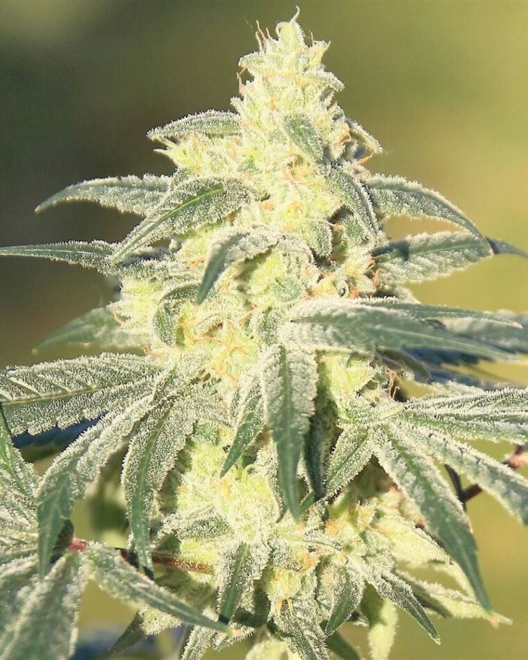 Gorilla BX by Elev8 Seeds – 12/12 Photoperiod – Super Strength – Sativa-leaning – image 1 – Seed City