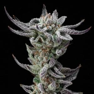 Gorilla Glue Faster