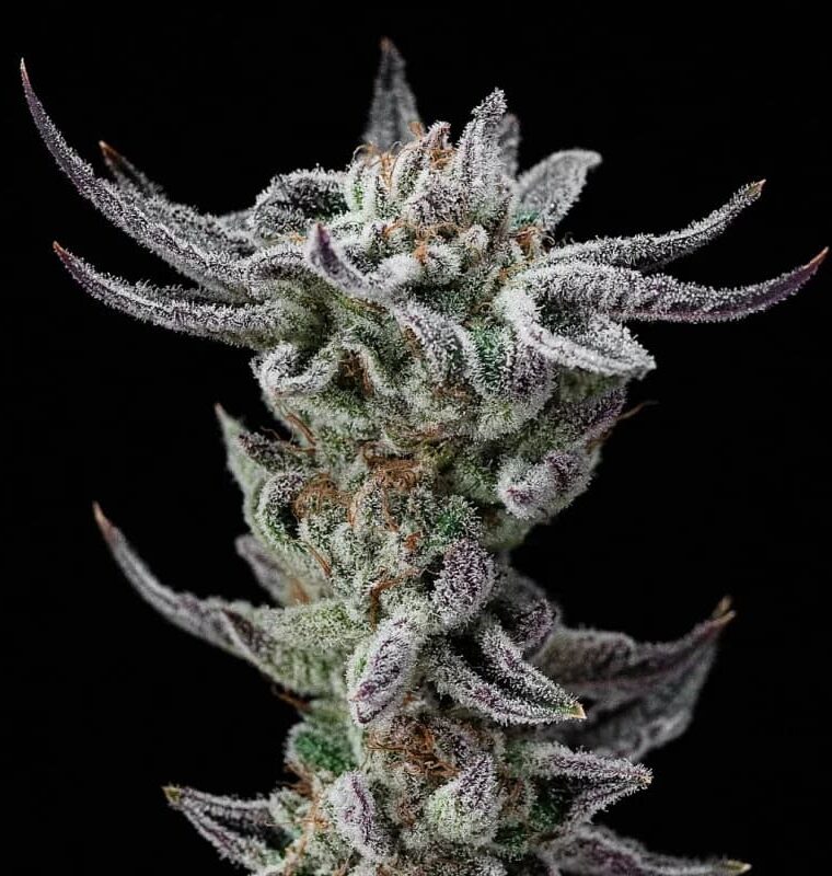 Gorilla Glue Faster from BSF Seeds